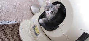cat litter box auto
