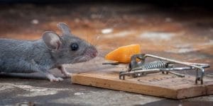 best mouse trap