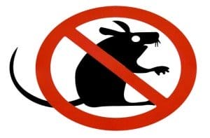 best rat poison
