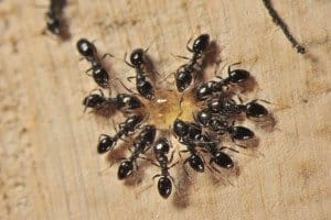 best ant killer