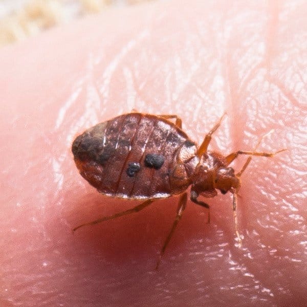 best bed bug spray