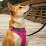 Why do you need a dog harness and collar?