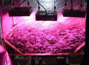 best LED grow lights