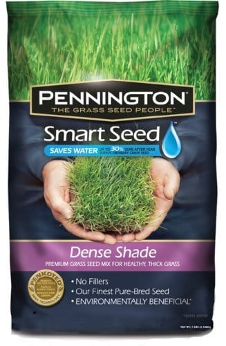 best grass seed