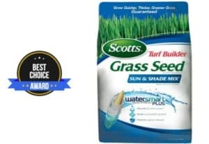 best grass seed
