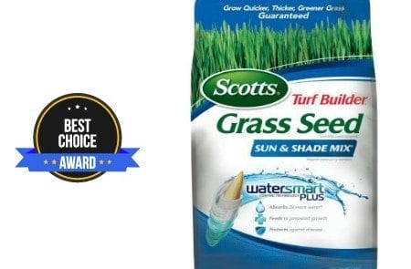 best grass seed