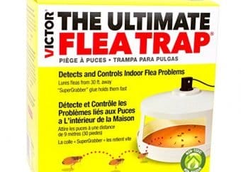 best flea bomb for house