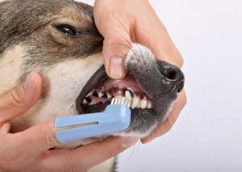 best dog toothpaste
