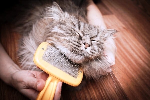 best cat brush