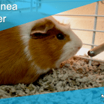 Best Guinea Pig Water Bottle