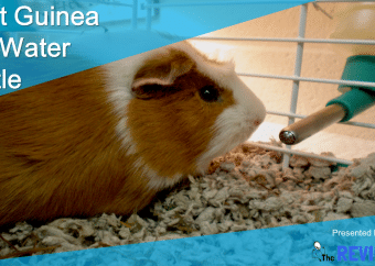 Best Guinea Pig Water Bottle