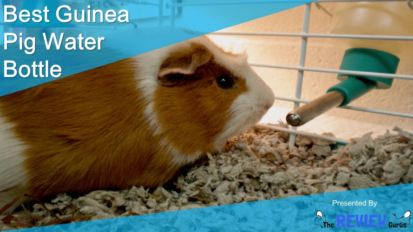 5 Best Guinea Pig Water Bottle including Choco Nose No-Drip Nozzle