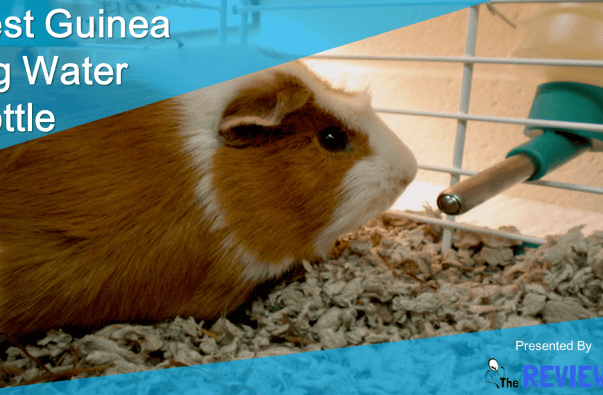 Best Guinea Pig Water Bottle