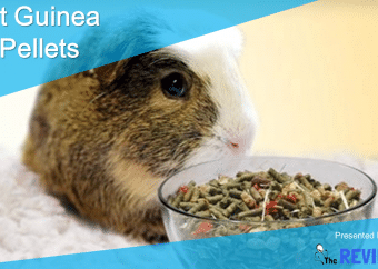 Best Guinea Pig Pellets