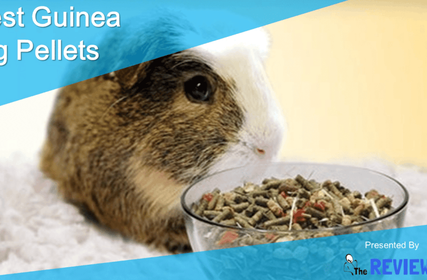 Best Guinea Pig Pellets