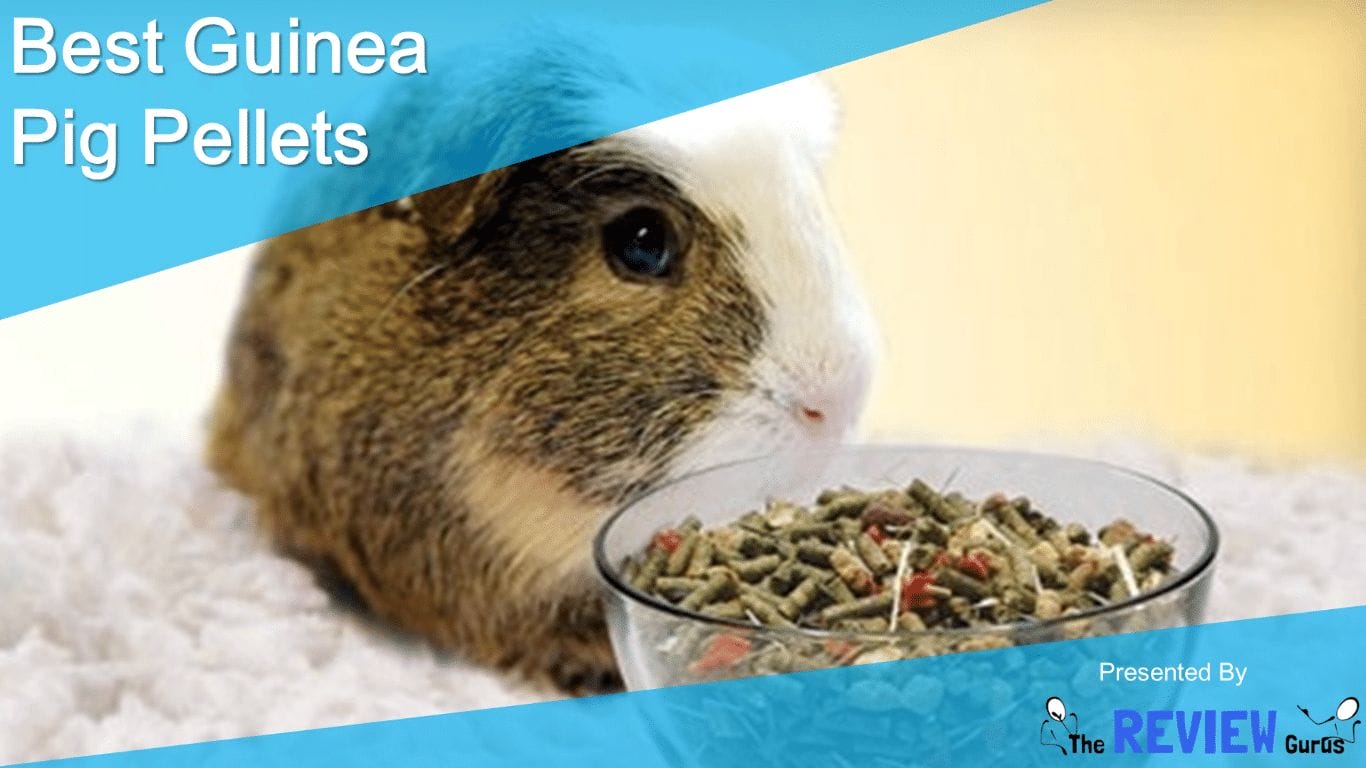 The 7 Best Guinea Pig Pellets: Top Picks for Healthy Guinea Pig Food