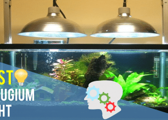 Best Refugium Light