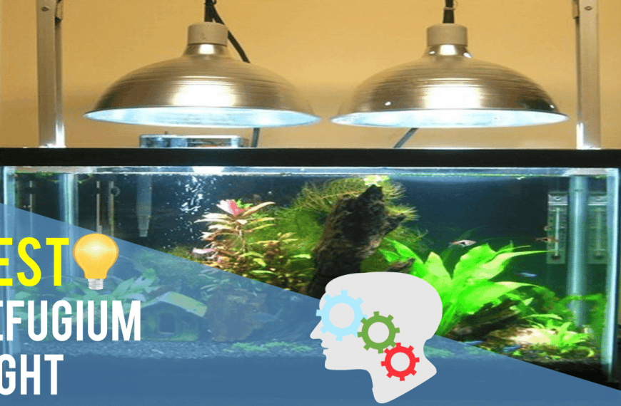 Best Refugium Light