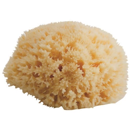 Best Bath Sponge
