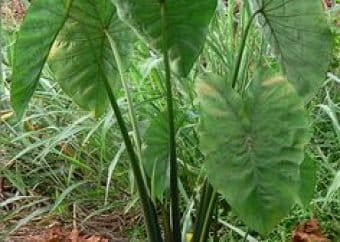 Elephant Foot Yam - Konjac plant