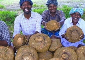 Elephant Foot Yam - This is a picture of Konjac plant root with people who cultivate it
