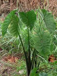 Elephant Foot Yam - Konjac plant