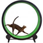 best cat wheel