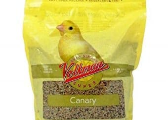 best canary food