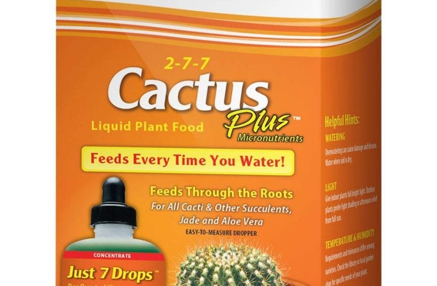 Best Cactus Fertilizer