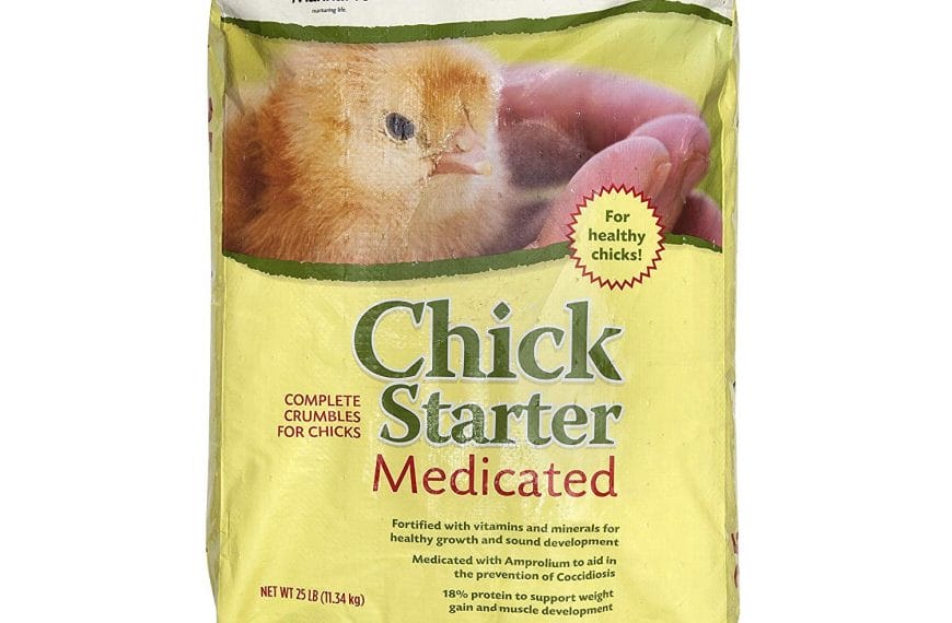 Best Chick Starter Feed