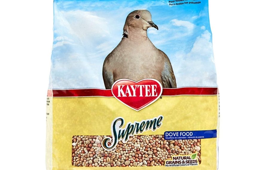 Best Dove Food