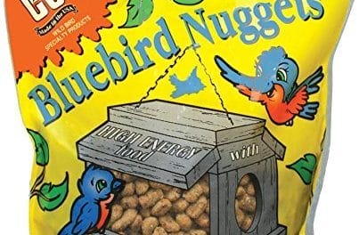 The 5 Best Bluebird Food: The Ultimate Guide…