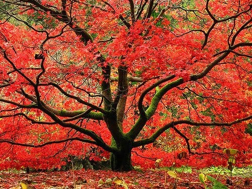 Best Japanese Maples