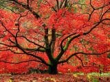 Best Japanese Maples Reviews