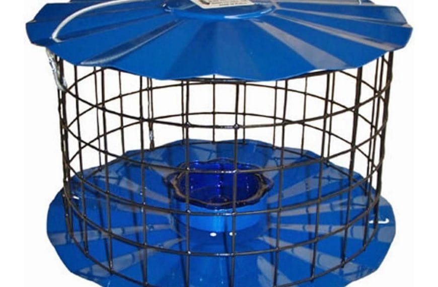 Best Bluebird Mealworm Feeder