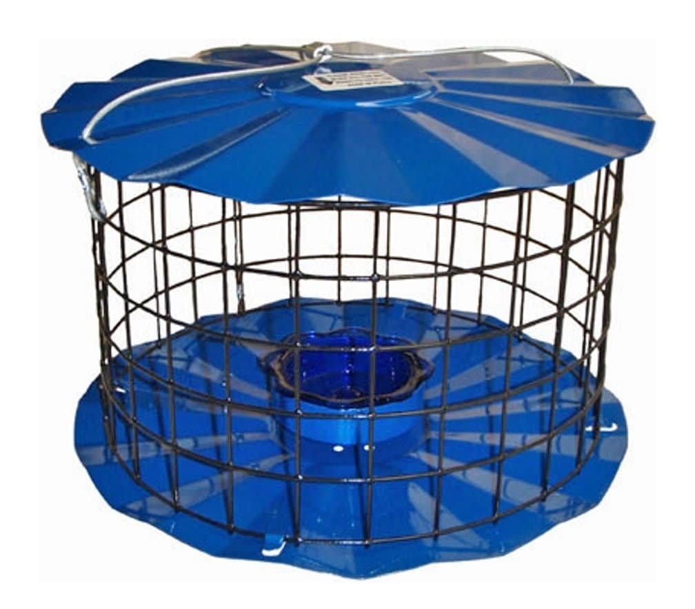 7 Best Bluebird Mealworm Feeder – The Ultimate Bluebird Feeder