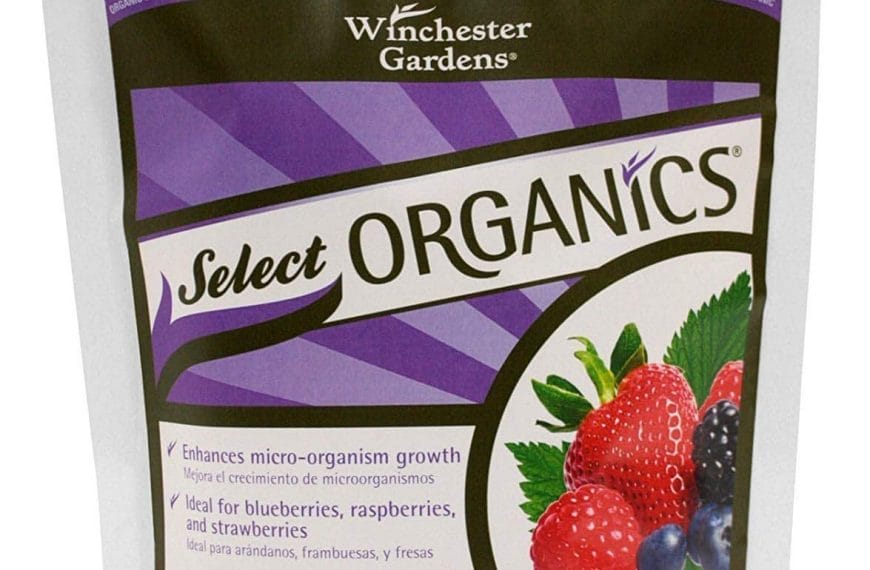 Best Blueberry Fertilizer – Here’s how to fertilize…