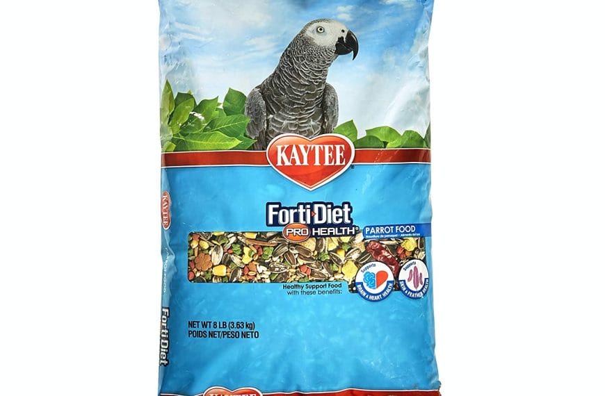 Best Parrot Food