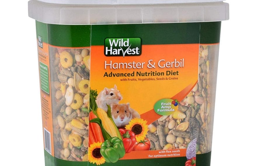 Best Gerbil Food