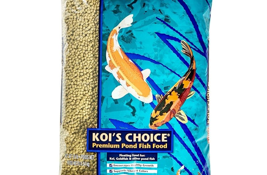 Best Koi Food