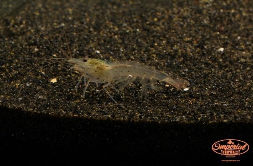 Best Hair Algae Eater