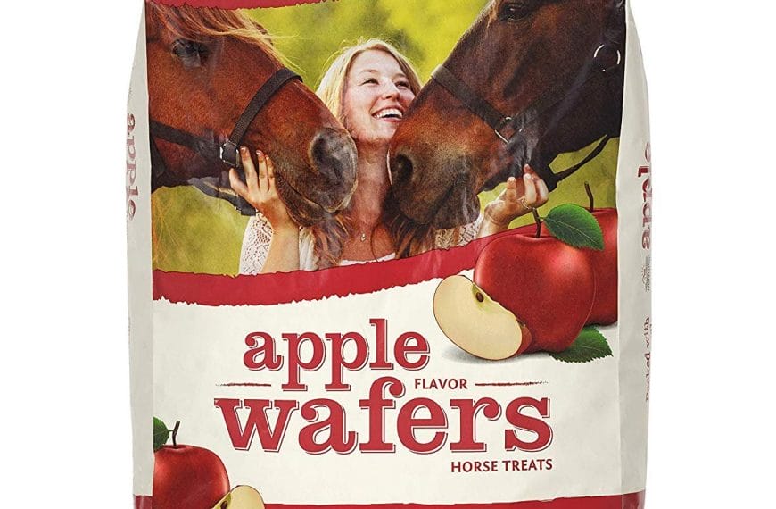 Best Horse Treats