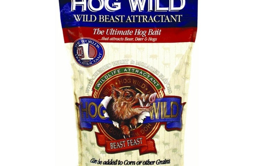 Best Bait For Wild Hogs