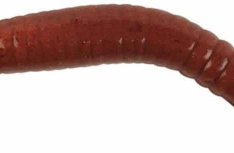 best bait for tilapia