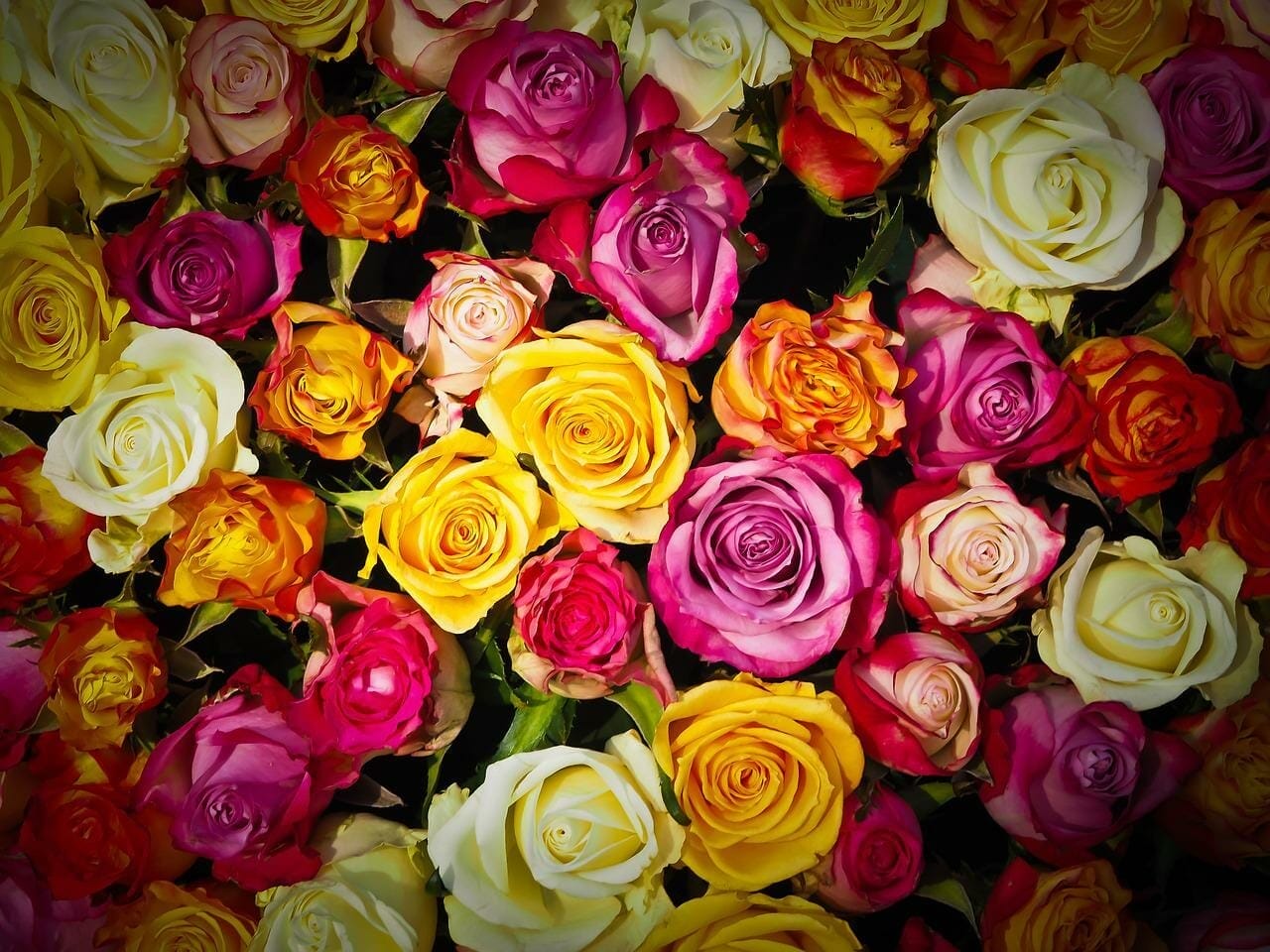 Best mulch for roses
