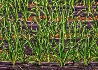 Mulch plastic fabric