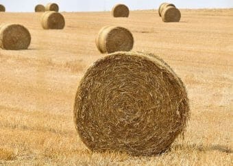 Straw mulch