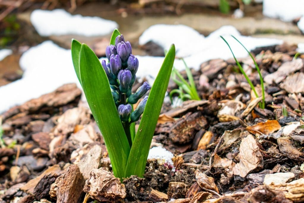 How to Create and Maintain the Perfect Garden With Mulch