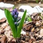 How to Create and Maintain the Perfect Garden With Mulch