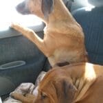 vehicle door protector for dogs